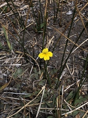Erythranthe primuloides