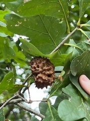 Callirhytis seminator
