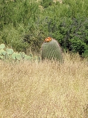 Ferocactus wislizeni