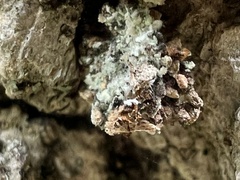 Callirhytis seminator