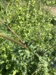 Moscharia pinnatifida