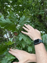 Callirhytis seminator
