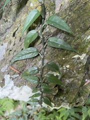 Epipremnum pinnatum