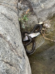 Thamnophis couchii