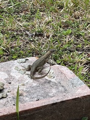 Leiocephalus carinatus