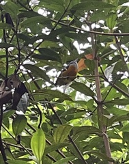 Dicaeum trigonostigma