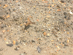 Chioides albofasciatus