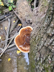 Ischnoderma resinosum