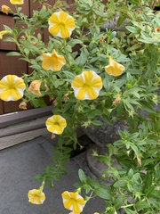 Calibrachoa
