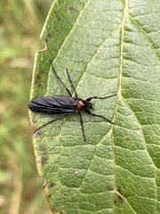 Bibionidae