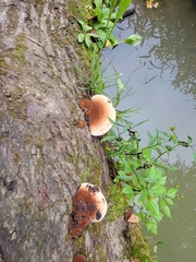 Ischnoderma resinosum