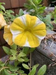 Calibrachoa