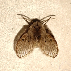 Psychodidae