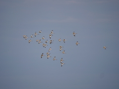 Nymphicus hollandicus