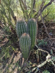 Carnegiea gigantea