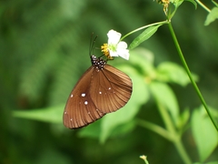 Euploea