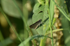 Lerodea eufala eufala