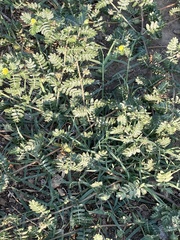 Tribulus terrestris