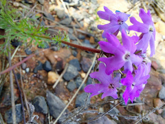 Glandularia aristigera