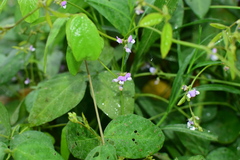 Glycine max soja