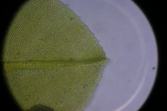 Hyophila involuta