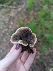 Phellodon niger