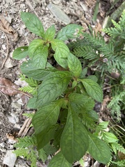 Rhynchotechum discolor