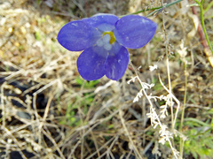Wahlenbergia gracilis