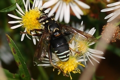 Spilomyia fusca