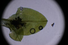 Hyophila involuta