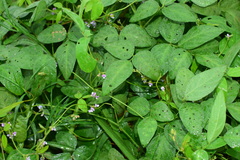 Glycine max soja