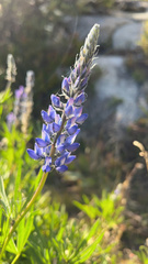 Lupinus polyphyllus