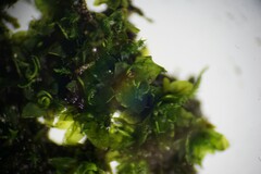 Hyophila involuta