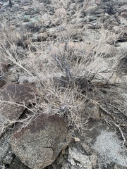 Psorothamnus schottii