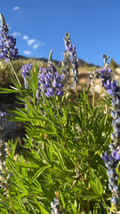 Lupinus polyphyllus