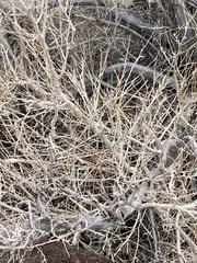 Psorothamnus schottii