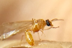 Temnothorax