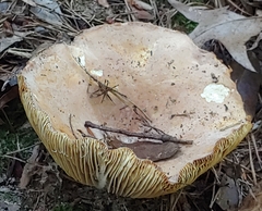 Russula compacta