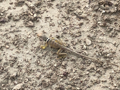 Crotaphytus bicinctores