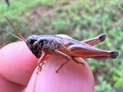 Melanoplinae
