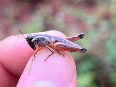 Melanoplinae