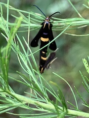 Carmenta pyralidiformis