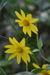 Arnica cordifolia