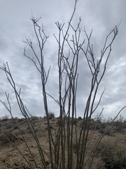 Fouquieria splendens