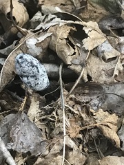 Xylaria polymorpha