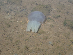 Acromitus flagellatus