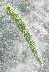 Setaria