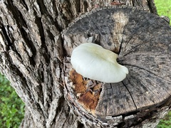 Pleurotus