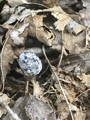 Xylaria polymorpha