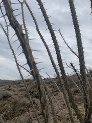 Fouquieria splendens